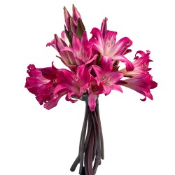 Amaryllis Belladonna Amaryllis Belladonna Hot Pink