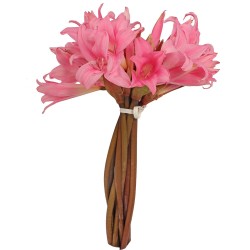 Amaryllis Belladonna Amaryllis Belladonna Pink