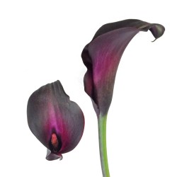 Calla Lilies Calla-Lilies-black