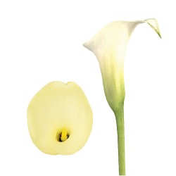 Calla Lilies Calla-Lilies-cream