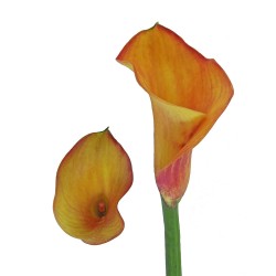 Calla Lilies Calla-Lilies-flame
