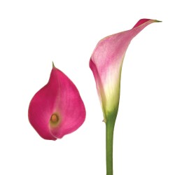 Calla Lilies Calla-Lilies-hot-pink