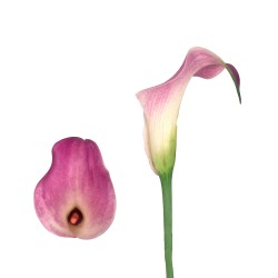 Calla Lilies Calla-Lilies-lavender