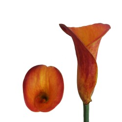 Calla Lilies Calla-Lilies-orange
