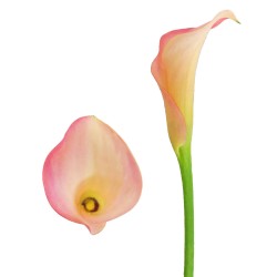 Calla Lilies Calla-Lilies-peach