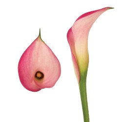 Calla Lilies Calla-Lilies-pink