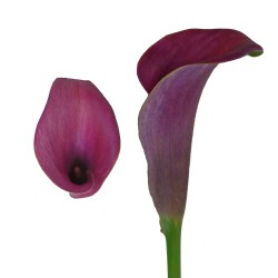 Calla Lilies Calla-Lilies-purple