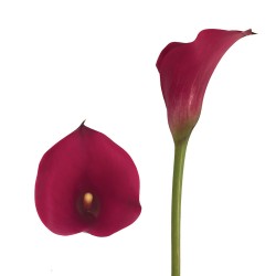 Calla Lilies Calla-Lilies-red