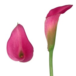 Calla Lilies Calla-Lilies-rose
