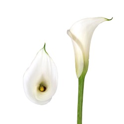 Calla Lilies Calla-Lilies-white