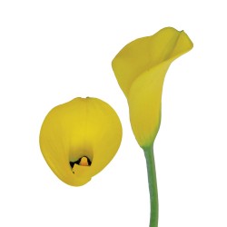 Calla Lilies Calla-Lilies-yellow