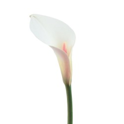 Large Calla Lilies Large Calla Lilies White