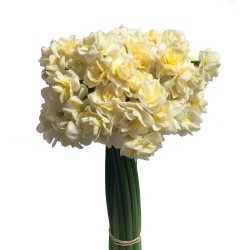 Narcissus Narcissus White