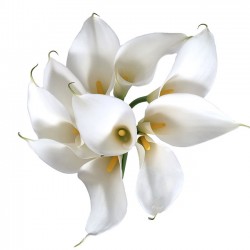 Large Calla Lilies Large Calla Lilies White